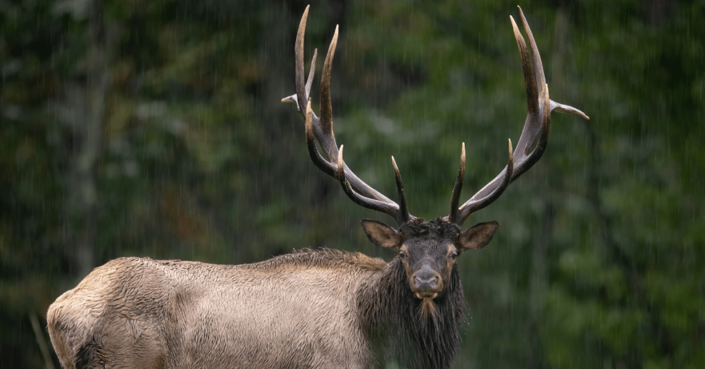 Five Best Books on Elk Hunting